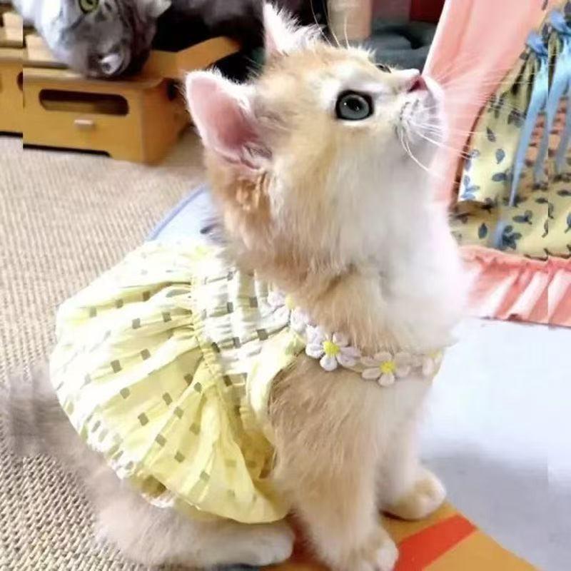 checkered-princess-cat-dress TikTok image 2