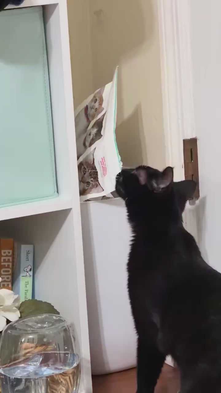 smart-auto-cat-feeder TikTok Shop product video
