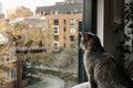 Window Bird Feeder for Cats