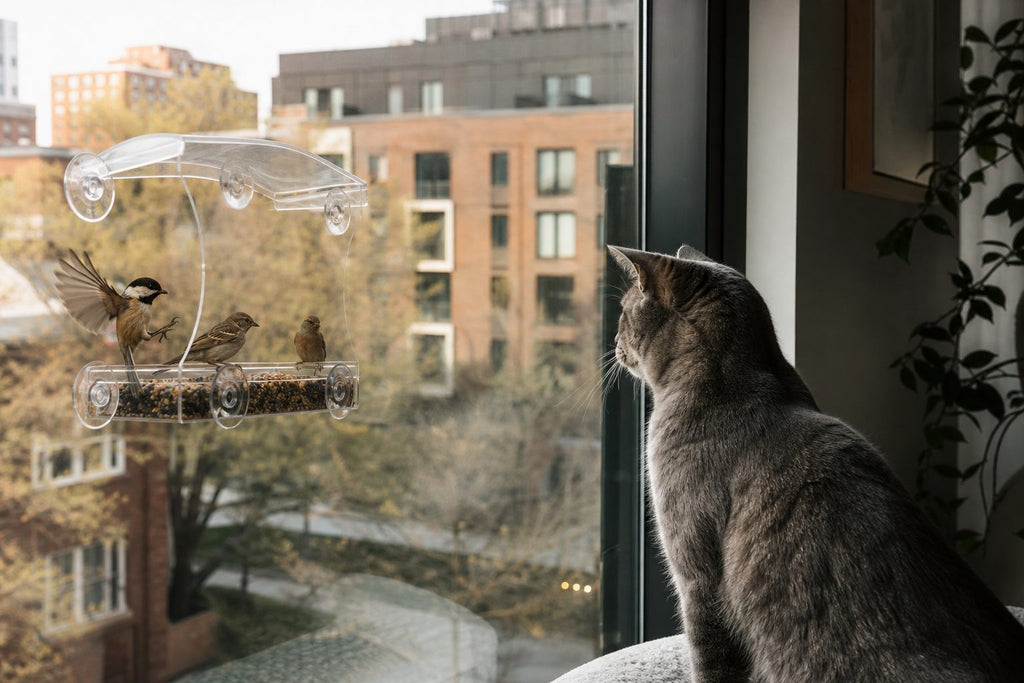 Window bird feeder